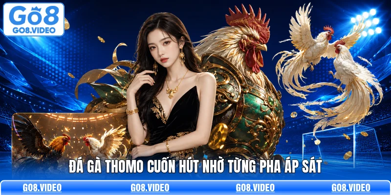 Đá gà thomo cuốn hút nhờ từng pha áp sát