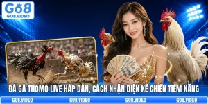 Đá Gà Thomo Live Hấp Dẫn, Cách Nhận Diện Kê Chiến Tiềm Năng